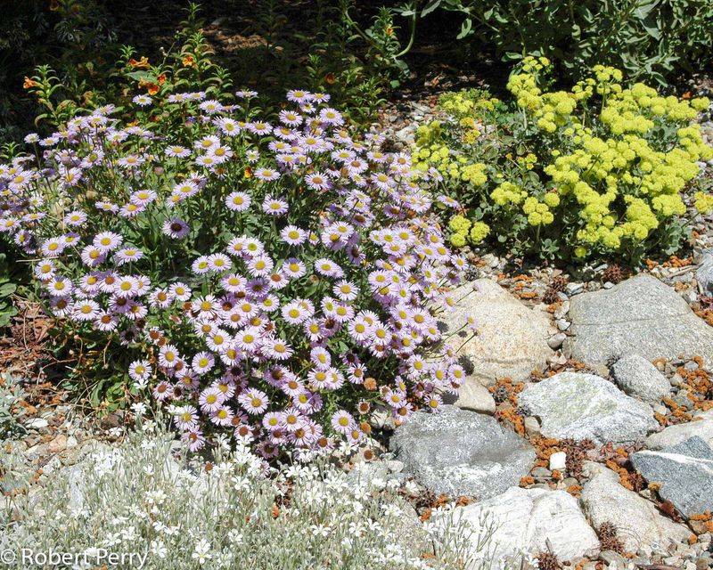 Seaside Daisy (Erigeron glaucus)
