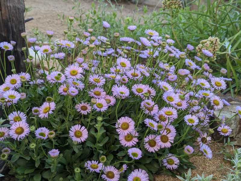 Seaside Daisy