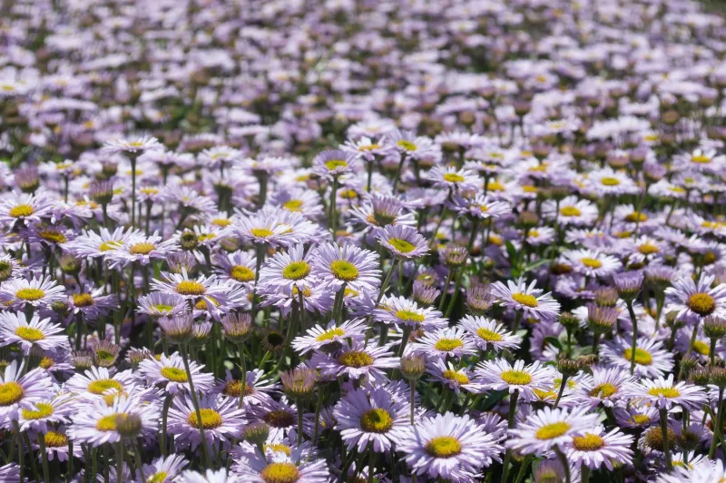 Seaside Daisy