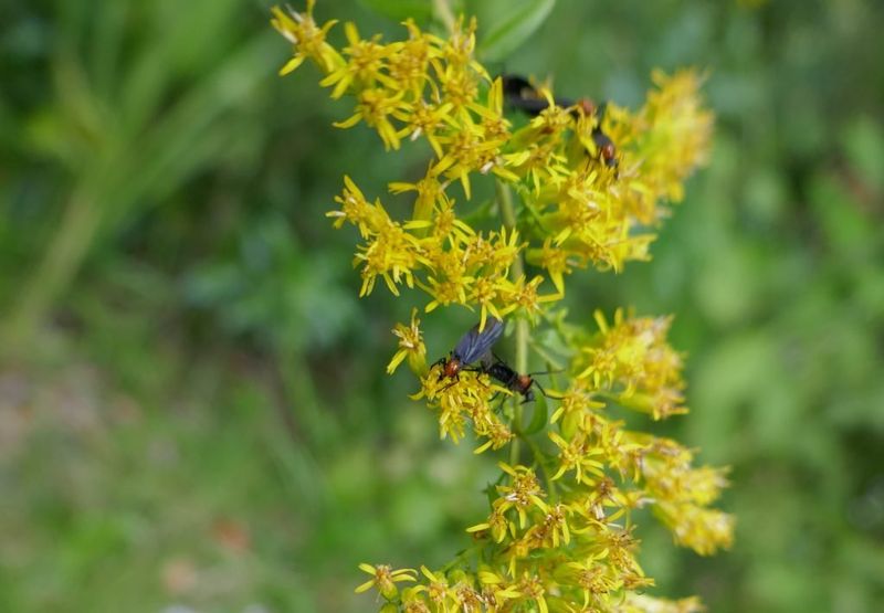 Seaside Goldenrod