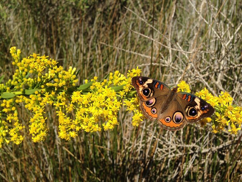 Seaside Goldenrod