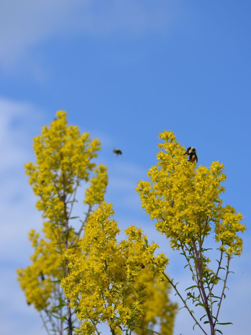 Seaside Goldenrod