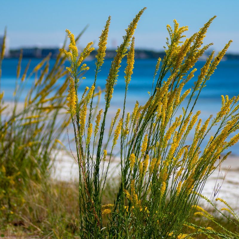 Seaside Goldenrod Seaside Goldenrod