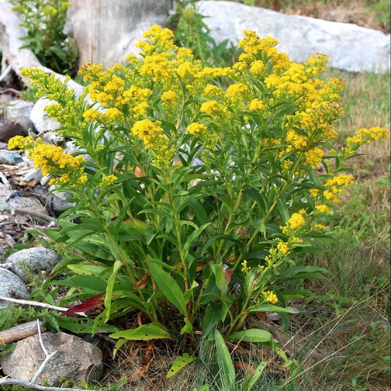 Seaside Goldenrod