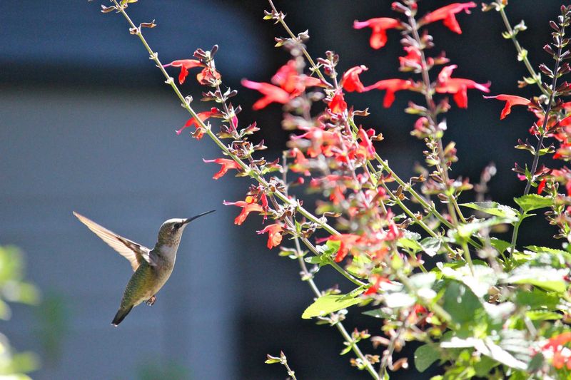 Season, flowers, and observation gaps can redirect visits