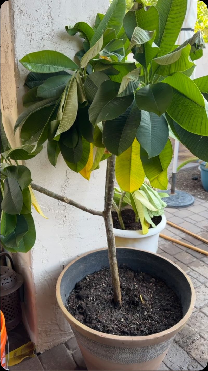 Seasonal leaf loss can be normal, but drooping needs a separate diagnosis Seasonal leaf loss can be normal, but drooping needs a separate diagnosis