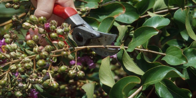 Seed pods and spent flowers call for different timing