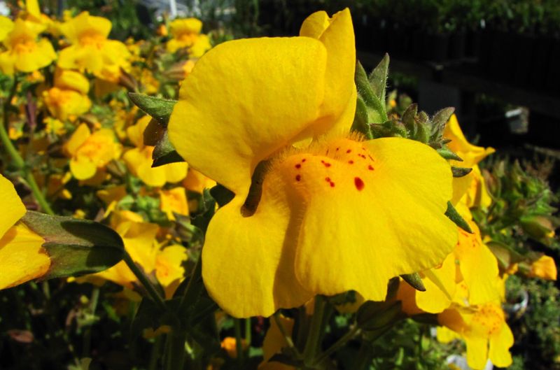 Seep Monkeyflower (Erythranthe guttata)