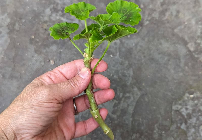 Select a healthy parent and take terminal cuttings