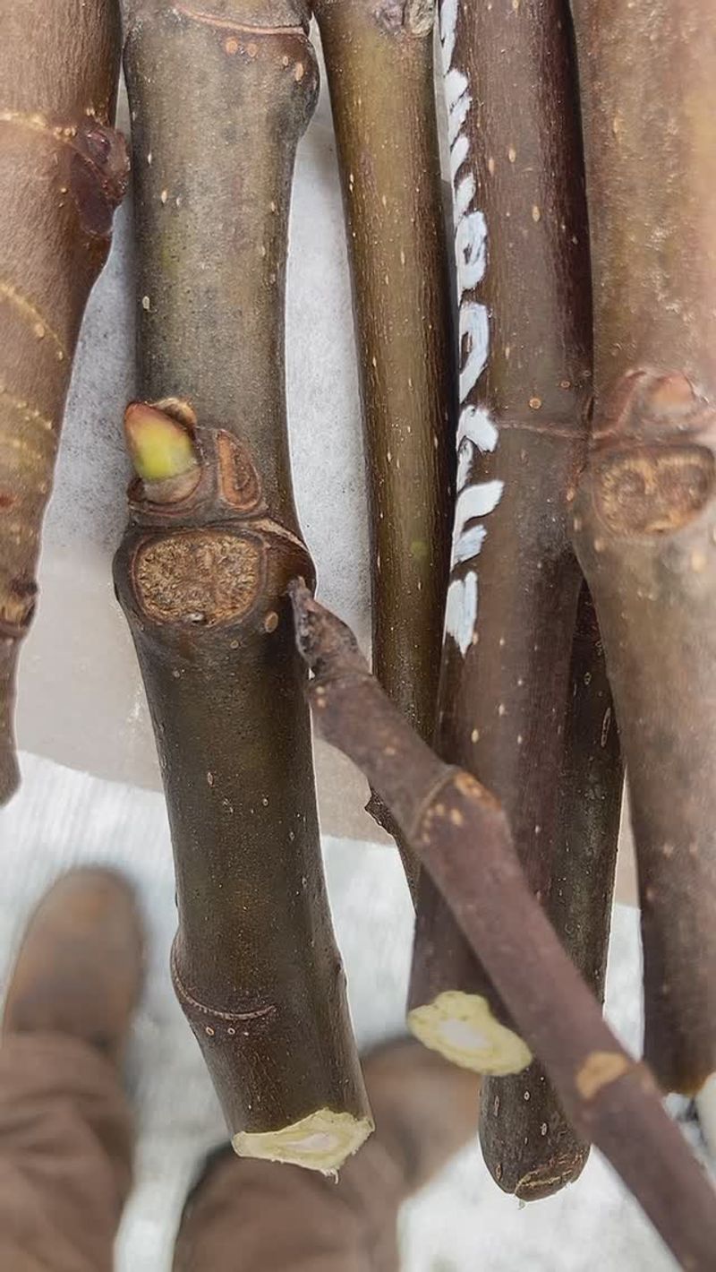 Select mature wood and mark the basal end