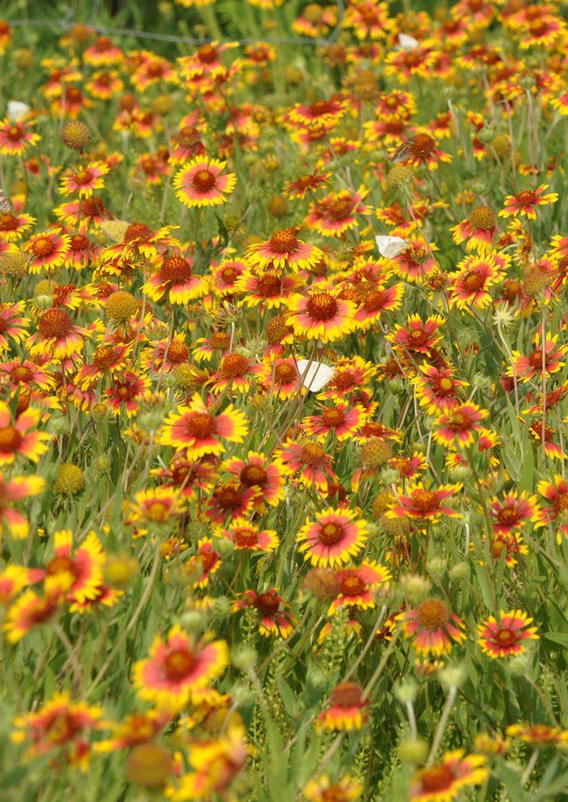 Self-seeding can renew the display, but growth habits vary