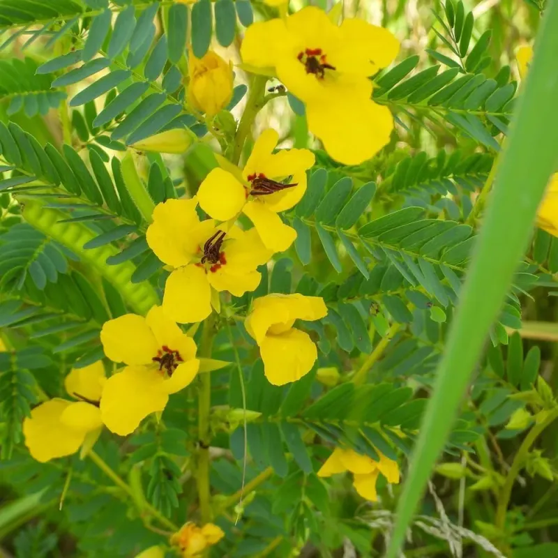 Senna for sulphur butterflies Senna for sulphur butterflies