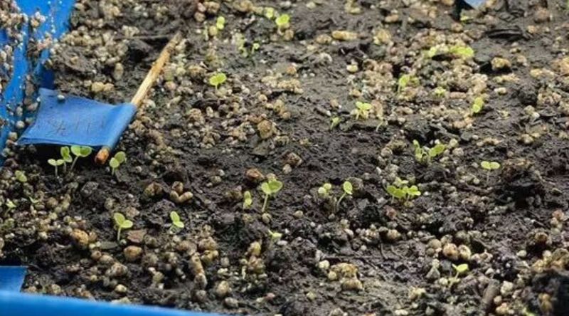 Separate Hot-Soil Emergence From Premature Bolting