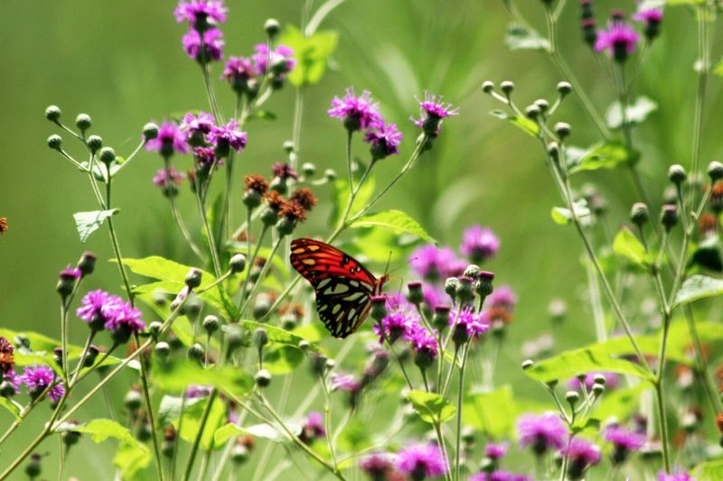 Separate Nectar Support From Milkweed’s Host-Plant Role Separate Nectar Support From Milkweed’s Host-Plant Role