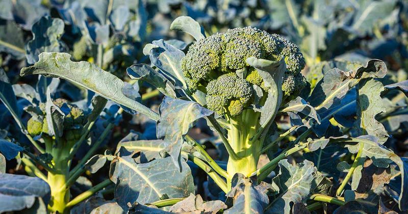 Separate Potassium From Cold and Phosphorus Symptoms