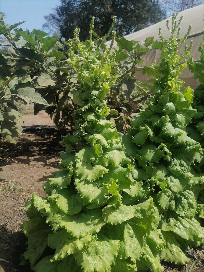 Separate a hot seedbed from a bolting plant Separate a hot seedbed from a bolting plant