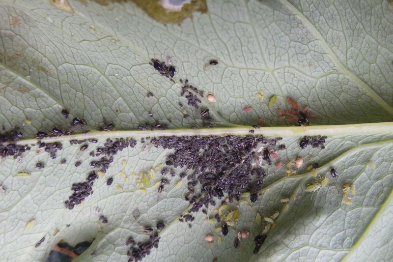 Separate aphid wax, honeydew, and dark sooty mold