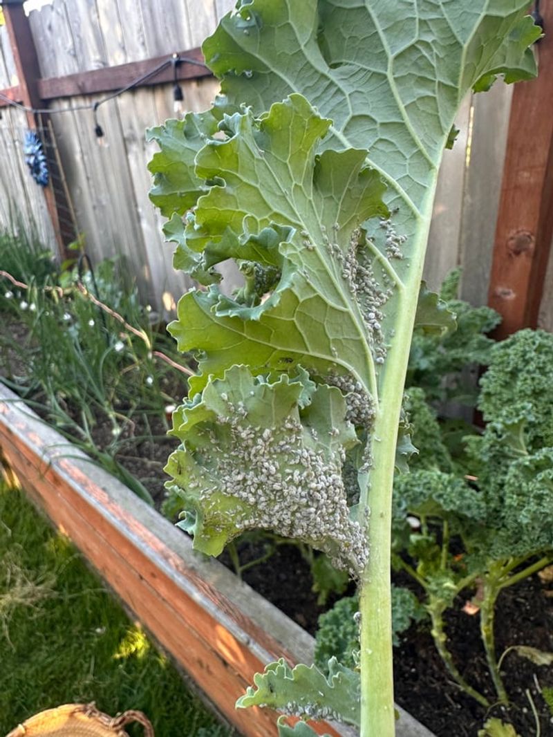 Separate aphids from other causes of curling and stickiness