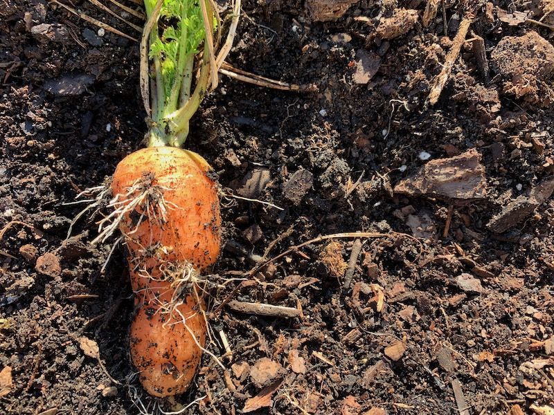 Separate cracking from other carrot defects