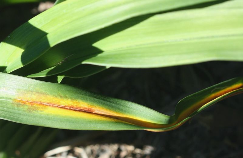 Separate frost-damaged leaves from crown trouble