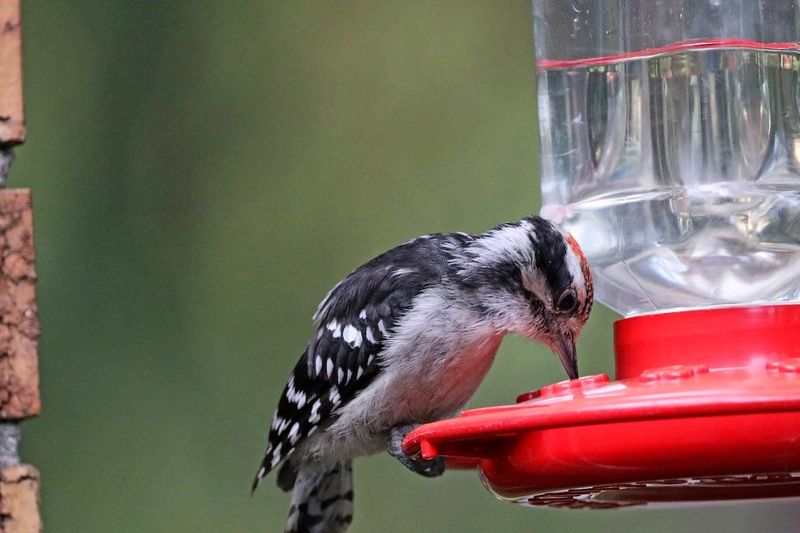 Separate larger visitors from the hummingbird station