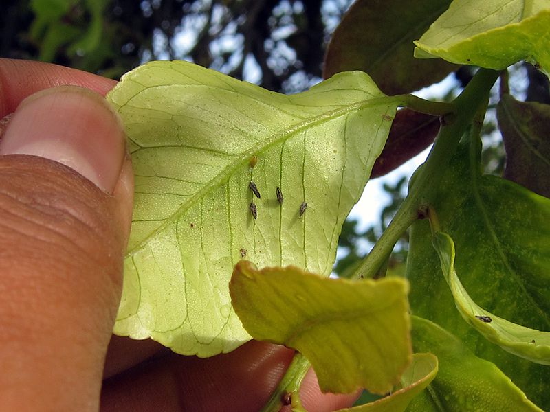 Separate pest warnings from possible disease warnings Separate pest warnings from possible disease warnings