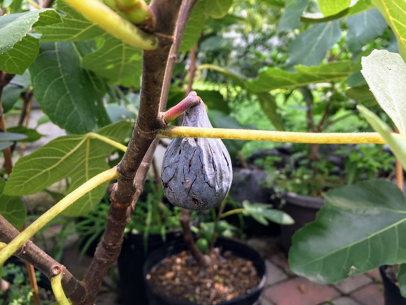 Separate pruning problems from variety, age, and winter damage