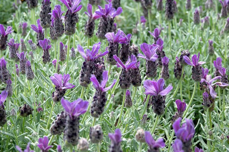 Separate regional stress from a pruning problem