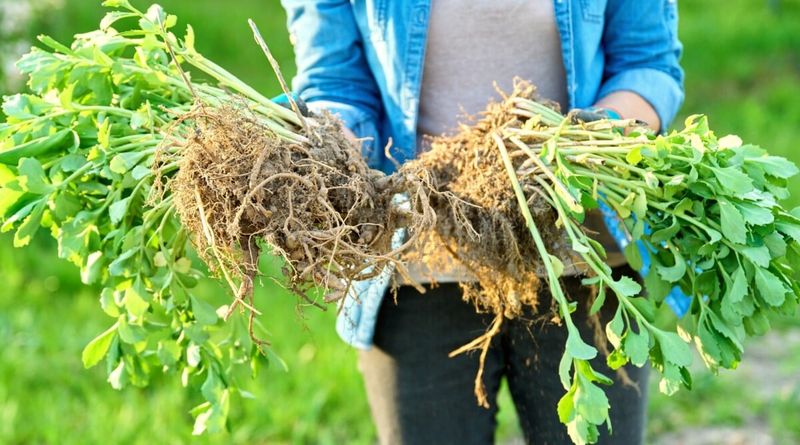 Separate rooted sections without sacrificing viable growth