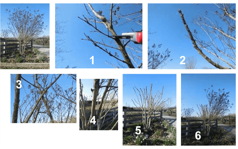 Separate routine pruning from urgent branch removal