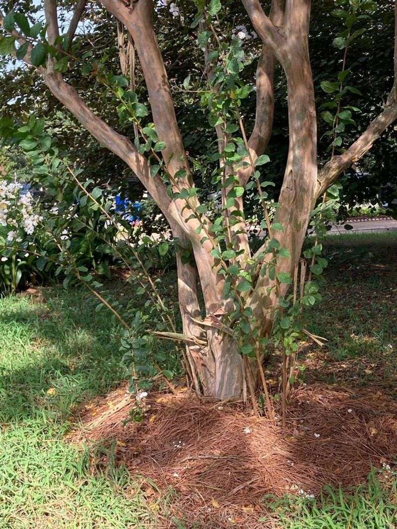 Separate seedlings from root and basal suckers