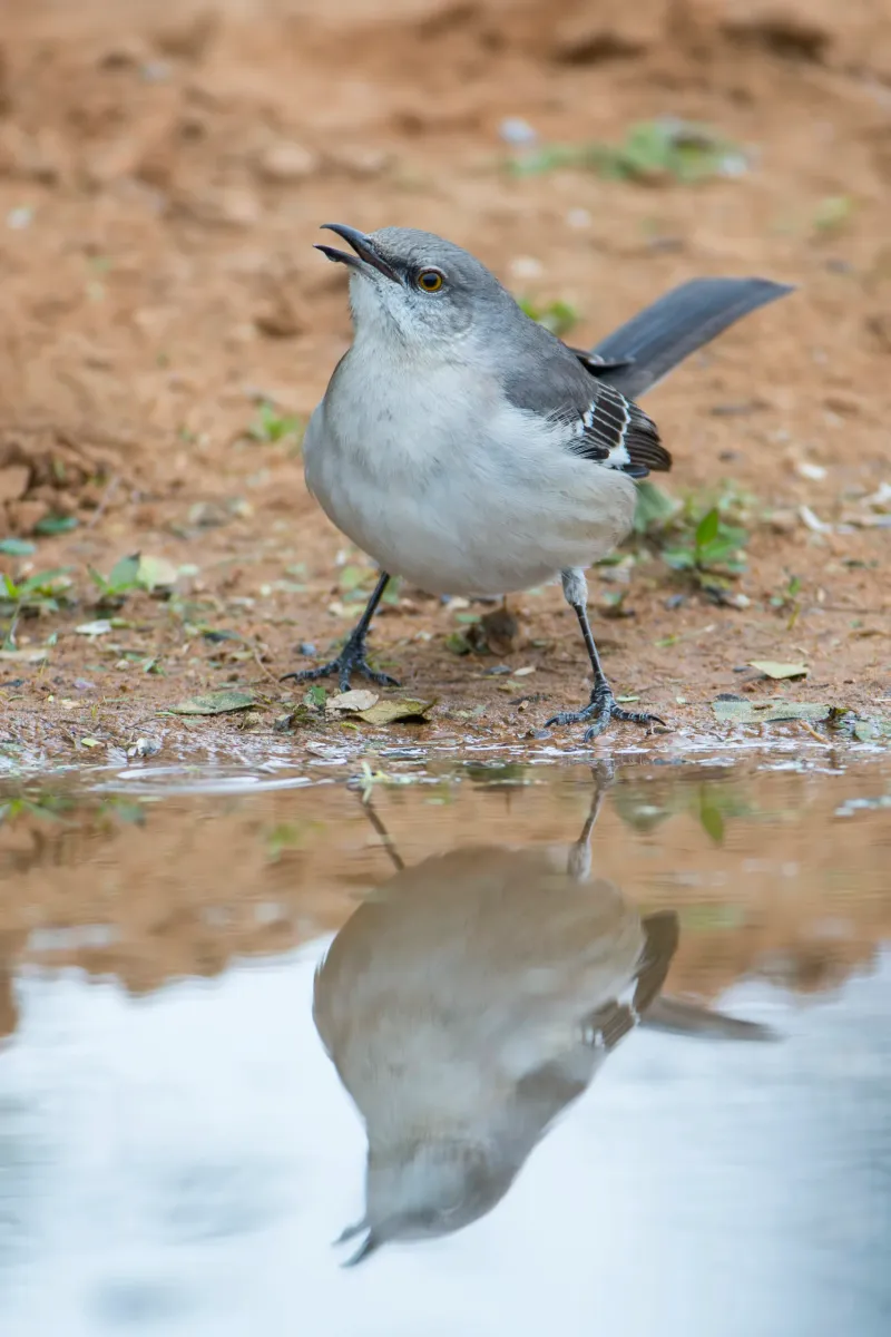 Separate singing from a bird attacking its reflection
