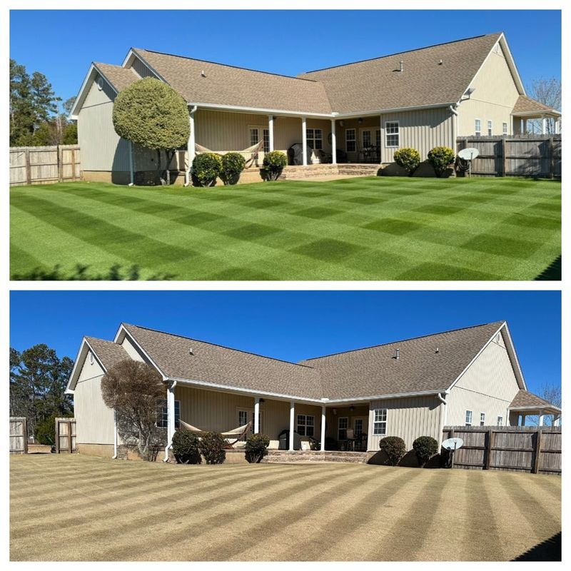 Separate winter color from permanent lawn repair