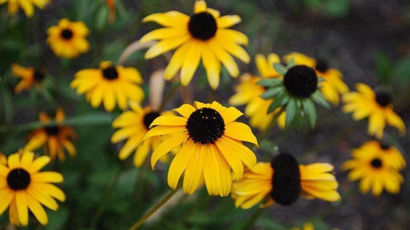 September Signals an Inspection, Not a Statewide Frost Deadline