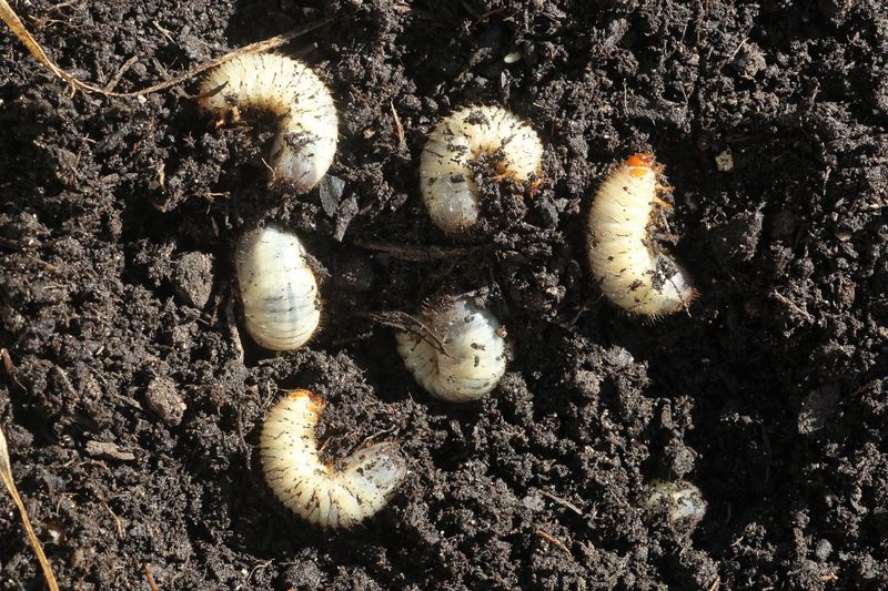 September Usually Finds Grubs Already in the Soil September Usually Finds Grubs Already in the Soil