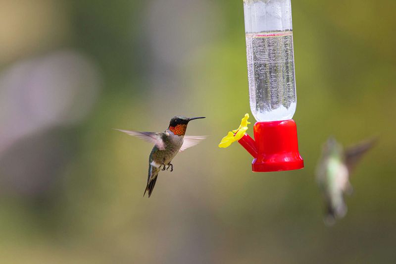 September can increase hummingbird movement in parts of Texas