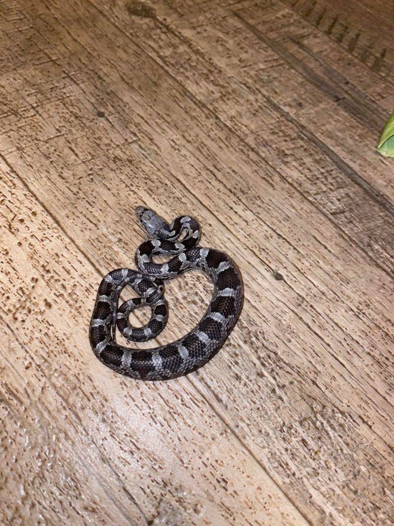 September can make some Florida snakes more noticeable—not create a statewide invasion