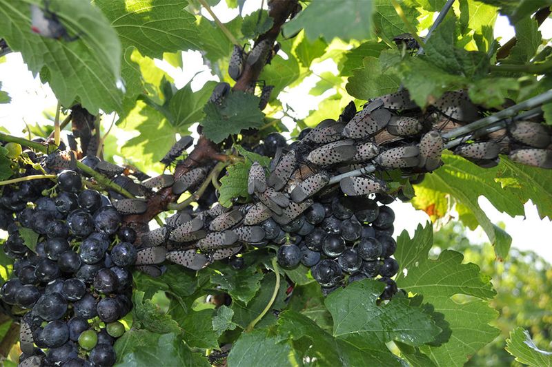 September changes the spotted lanternfly question