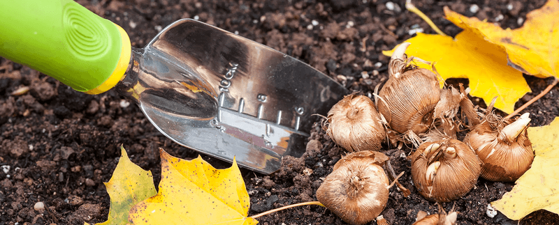 September is a cleanup check, not a universal pruning deadline