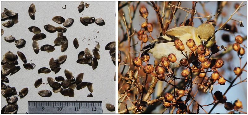 September pods are usually an appearance decision