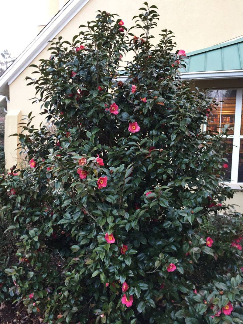 Set expectations by camellia type, bloom timing, and site