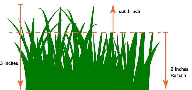 Set height and frequency for the grass you grow Set height and frequency for the grass you grow