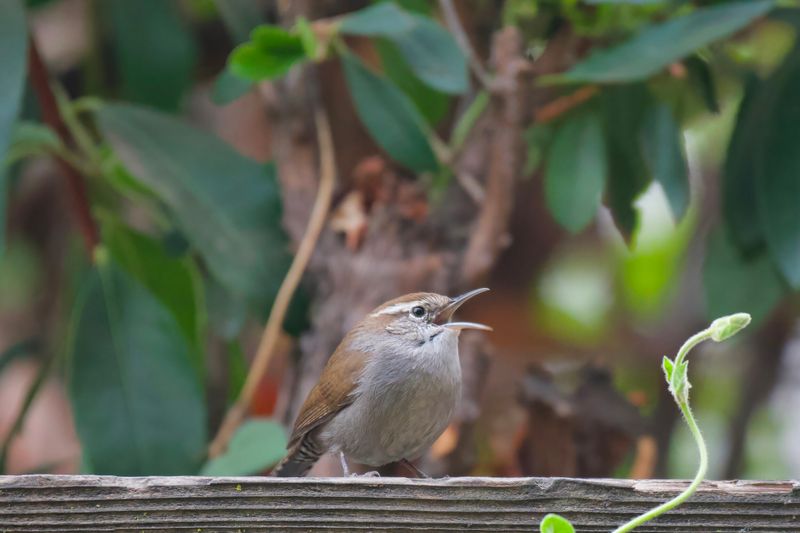 Set realistic expectations for a wren’s contribution Set realistic expectations for a wren’s contribution