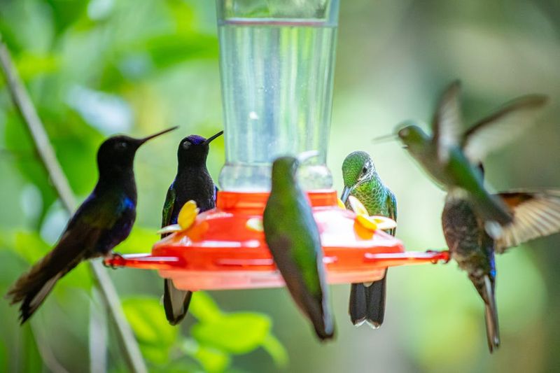 Several feeders can loosen one bird's grip on the yard