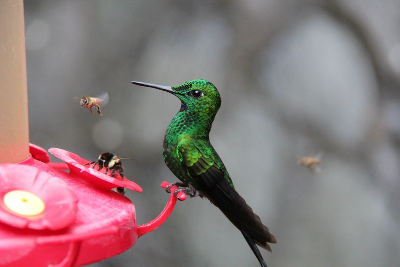 Several insects—not one pest—can crowd a hummingbird feeder