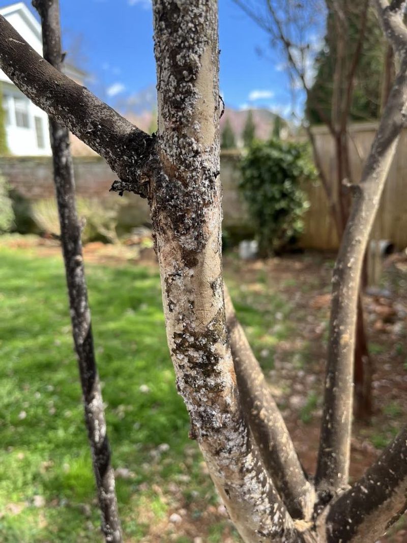 Several pathways can move the pest to nearby trees