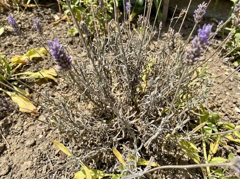 Several site problems can reduce flowering