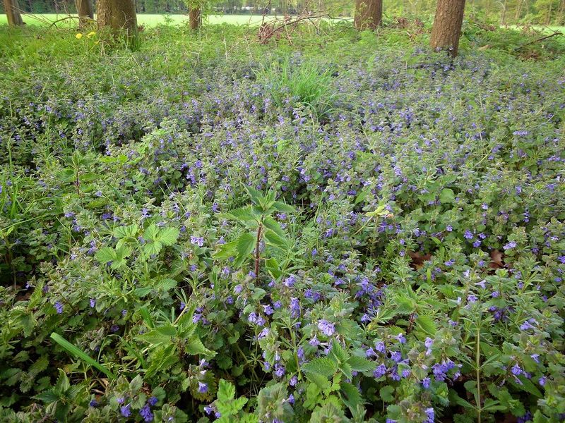 Shade can make a different landscape more durable than a perfect lawn
