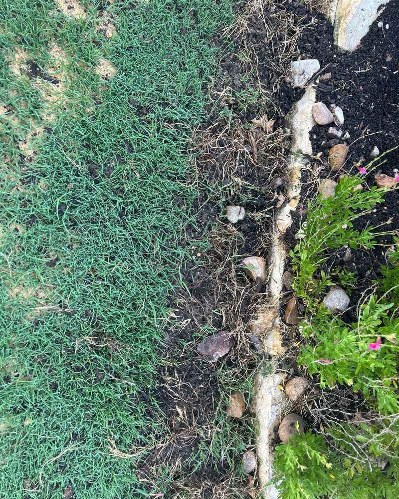 Shallow cone-shaped pits suggest a nocturnal forager, not a certain culprit