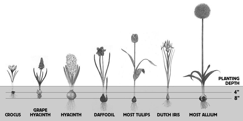 Shallow planting exposes bulbs to bigger temperature swings Shallow planting exposes bulbs to bigger temperature swings